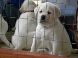 We service tennessee, wisconsin, michigan, new york, florida, texas, california, and everywhere in between. Lab Puppies For Sale Youtube