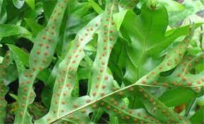 Giant staghorn fern or capa de leon in davao del sur, ph (facebook.com). Diseases And Insect Pests Of Staghorn Fern And Its Control Methods The Plant Aide