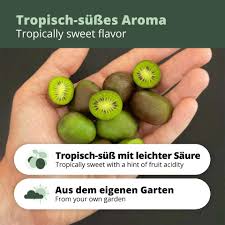 Image result for foto minikiwi