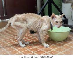 Skinny Cat Images Stock Photos Vectors Shutterstock
