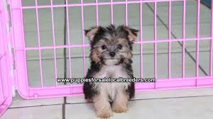 Get an overview of all providers and bus connections. Puppies For Sale Local Breeders Teacup Toy Yorkie Puppies For Sale Near Albany Ga At Lawrenceville Puppies For Sale Local Breeders