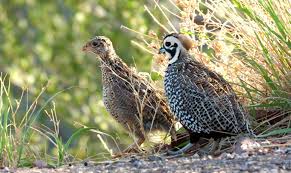 Yellow Birds Of Arizona Desert Westward Look Resort In Tucson Az Pair Of Very Unusually Marked Quail Near Hannagan Meadow In Az Quail Arizona Wildl Mallard Duck Wildlife Desert Life