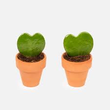 Quem não ama a suculenta? Flores Para O Dia Dos Namorados