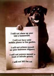 Excellent protectors, rottweiler puppies are equal parts lovable and silly. Rottweiler Puppy Adoption 101 Rottweilerhq Com