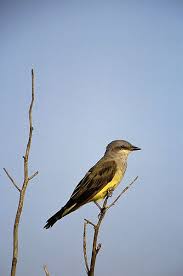 Birds Of West Texas Photos Western Kingbird Nature Birds Bird Watching Bird Feathers