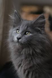 Pin On Cats