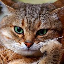 صورة ظريفة لقطة funny photo for cat by unknown nature nature org natures cat cats animals photograph photographer pho cats beautiful cats pets cats