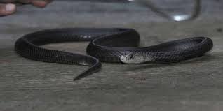 Ada yang meyakini ada makna di balik masuknya ular ke rumah, dianggap pertanda. Ini Tips Agar Rumah Tak Dimasuki Ular Merdeka Com