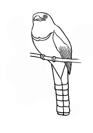How To Draw A Trogon Quetzal Step By Step Easy Animals 2 Draw Keep sending me your beautiful artworks cuties, because they sure brightens up my day. how to draw a trogon quetzal step by