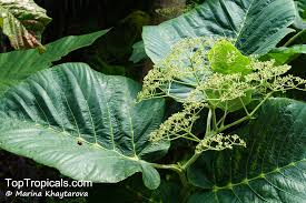 Image result for Leea