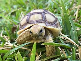 Akhirnya sulcata gw kembali sehat bugar. Trik Membeli Sulcata Dengan Harga Murah Kuranesia