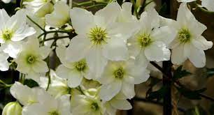 Best evergreen clematis for shade. Best Evergreen Clematis For All Year Round Colour Pyracantha Co Uk