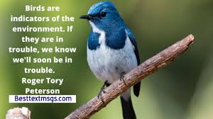 Flying Bird Quotes Besttextmsgs 180,070 likes · 642 talking about this. besttextmsgs