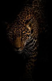 Jaguar By Jonathan Truong Amazing Car Picture Amazingcars Jaguar By Jonathan Truong Amazing Car Picture Jaguar Animal Animals Cute Animals