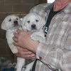 Plus, new purebreds and designer breeds are continually being added to our growing puppy selection. Minnesota Hoobly Classifieds