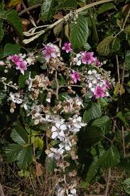 Image result for Rubus steudneri