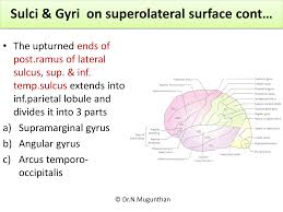 SULCI, GYRI & FUNCTIONAL AREAS OF CEREBRUM-Prof.Dr.N.Mugunthan KMMC.pdf