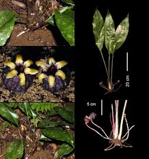 Image result for Convallariaceae