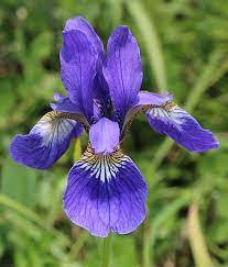 Iris Sanguinea Wikipedia The Free Encyclopedia Winter Plants Iris Flowers Winter Flowers Garden