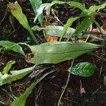 Image result for Asplenium africanum