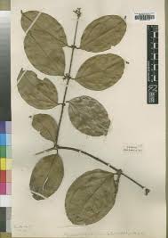 Image result for Strychnos henningsii