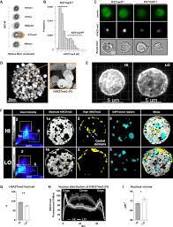 Epigenetic dosage identifies two major and functionally distinct β cell  subtypes: Cell Metabolism