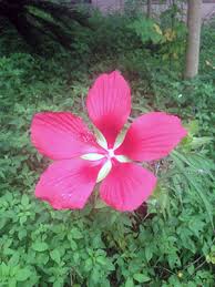 Hidden valley hibiscus ~ tree & shrub with safari ~ pest control product. Hibiscus University Of Florida Institute Of Food And Agricultural Sciences