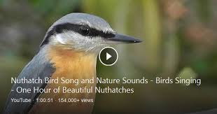 Bird Sounds Birds Singing Nuthatch Bird Song And Nature Sounds Birds Singing One Hour Of Beautiful Nuthatches Nest Building And Flying In Stunn Song Bird Nature Sounds Nuthatch Bird