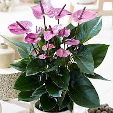 Keindahan bunga memang alami,banyak orang yang menggunakan bunga hias untuk berbagai daftar isi. Tanaman Hias Anturium Bunga Ungu Tanaman Hias Hidup Tanaman Anthurium Tanaman Hias Indoor Lazada Indonesia