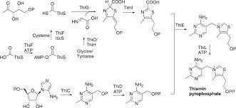Food sources of thiamine include whole grains, legumes, and some meats and fish. Thiamine Pyrophosphate An Overview Sciencedirect Topics
