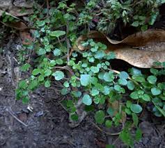 Image result for Parietaria debilis