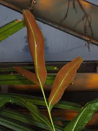 Image result for Acrostichum aureum