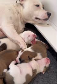 Eva & her litter of 9 day old super cute staffy puppies. They are snuggling  mum, sleeping, crawling, dreaming, eating and generally loving life.  #puppylove #puppydog #puppies #puppylife #staffypuppy ...