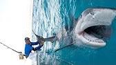 Basking shark cruise ship passengers spot giant shark. Cruise Ship Passengers Spot Gigantic Shark Shorts Video Caught On Camera Youtube