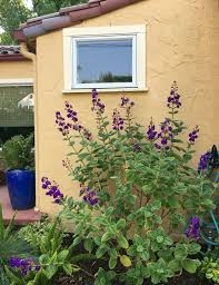 December 6, 2019/in tibouchina heteromalla /by dollase. Landscape Update With Mediterranean Plants For Spanish Style Bungalow In San Anselmo Ca Dig Your Garden Landscape Design