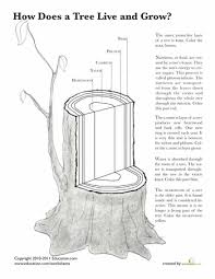 Tree Anatomy Life Science Tree Study Plant Science