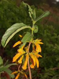 Image result for Vangueria albosetulosa