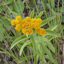 Image result for Pentanema