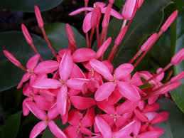 Image result for Ixora narcissodora