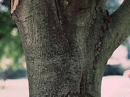Floral buds are globose and conspicuous, since they are borne in clusters. How To Identify Maple Trees Waterford Citizens Association Wca Of Waterford Virginia