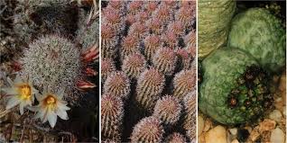 3 old world & new word vultures. Botany Professor Of Cacti And Humans Are Certain Life Forms Inevitable