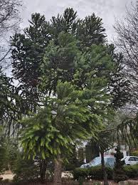 Image result for Araucaria angustifolia