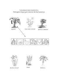 Menggambar tema tanaman obat lidah buaya anak paud tk mewarnai. Tanaman Worksheet
