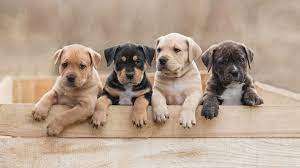 Sibling Genetics This Is Why Puppies From The Same Litter Look Different Most Popular Dog Breeds Popular Dog Breeds Popular Dog Names