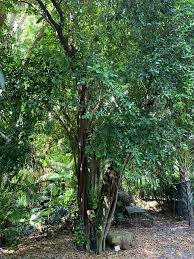 Image result for Schinziella