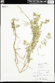 Image result for Balanites pedicellaris