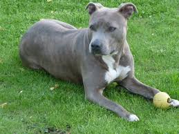 We did not find results for: American Pit Bull Terrier Temperament Clownish Cheap Online
