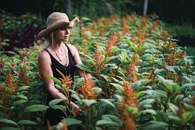 We did not find results for: Bb Podcast Episode 35 Semia Dunne Botanical Brouhaha