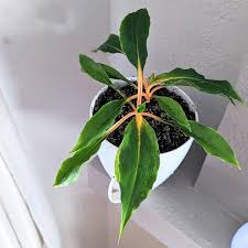 Image result for Chlorophytum affine