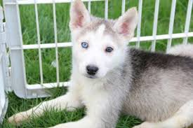But before you do that, read some tips on how to choose a good and responsible breeder. Siberian Husky Puppies For Sale In Michigan Petswall